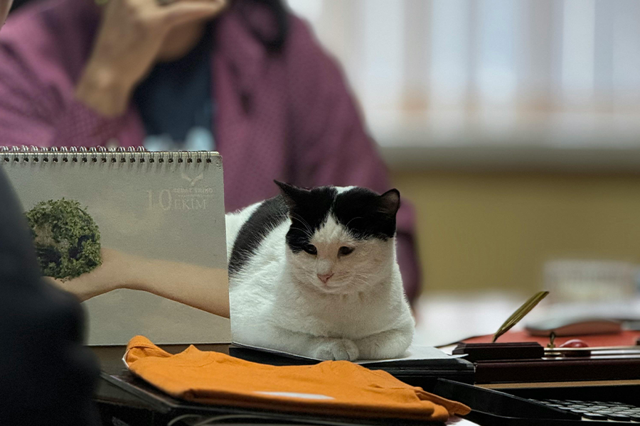 dich vu content marketing gia re